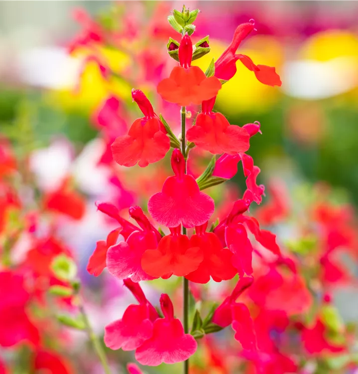 Salvia greggii 'Hot Lips'