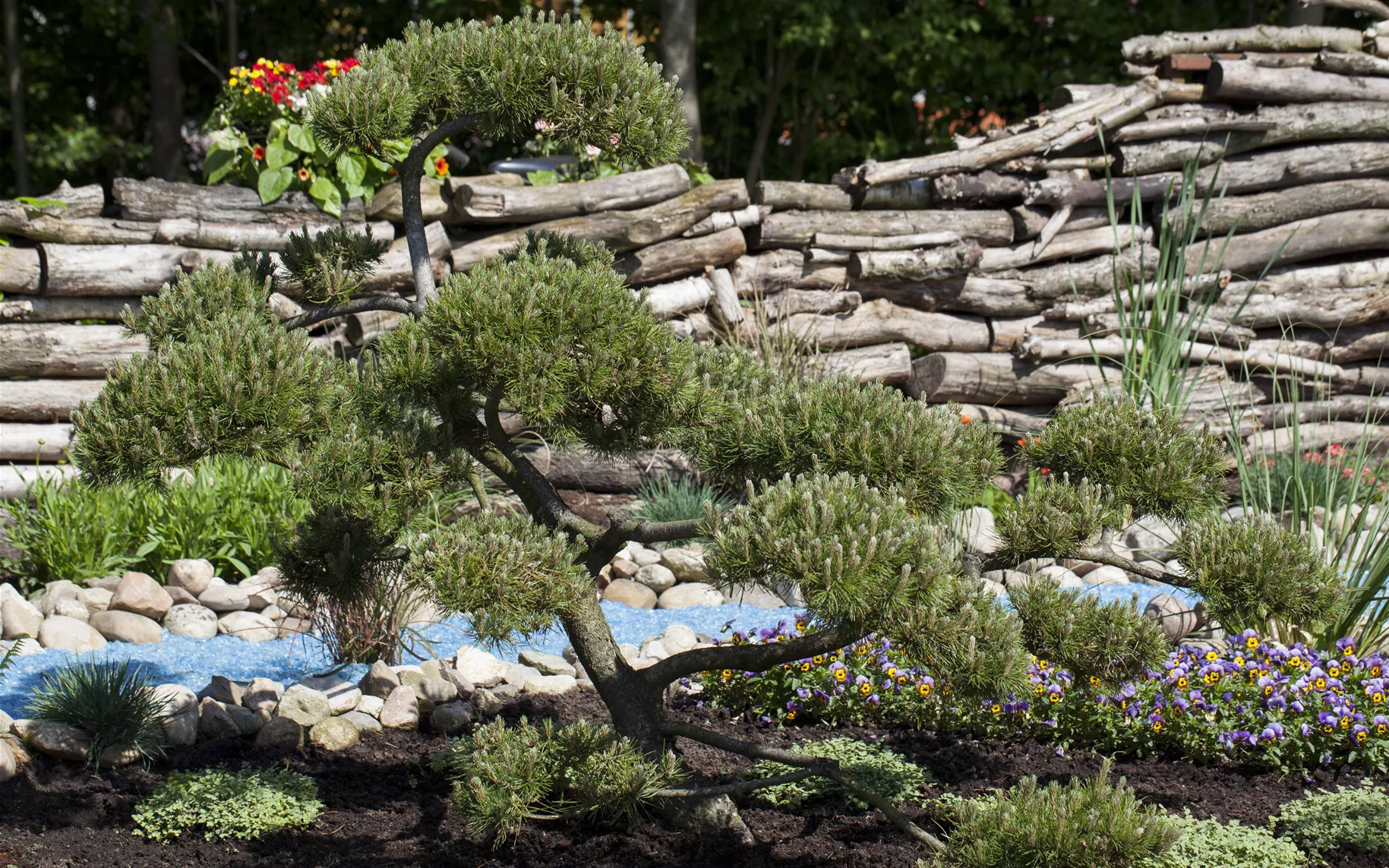Pinus mugo subsp. mughus
