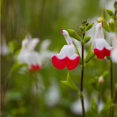 Topfgrösse 0.5 Liter - Strauch-Salbei 'Hot Lips' - Salvia greggii 'Hot Lips'