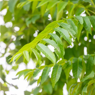 Hochstamm im Container Stammumfang 18 - 20cm - Flügelnuss - Pterocarya fraxinifolia