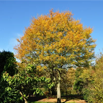 im Container 125 - 150cm - Weideneiche - Quercus phellos