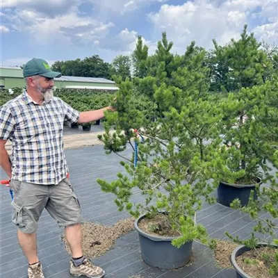 Solitär 175 - 200 NBZ 25-B63 985 - Strauchkiefer 'Kimmerholz' - Pinus banksiana 'Kimmerholz' - Collection