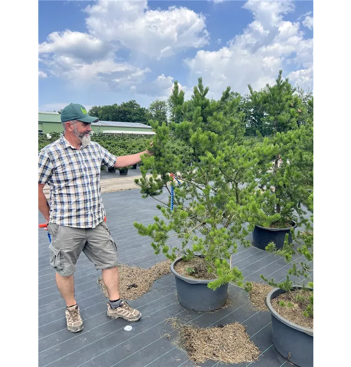 Strauchkiefer 'Kimmerholz' - Pinus banksiana 'Kimmerholz' - Collection