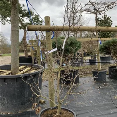 Solitär 24/25-E36 660 - Stieleiche 'Compacta' - Quercus robur 'Compacta' - Collection