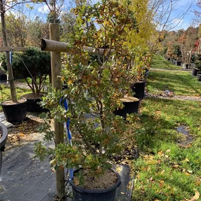 Solitär 24/25-E36 660 - Stieleiche 'Compacta' - Quercus robur 'Compacta' - Collection