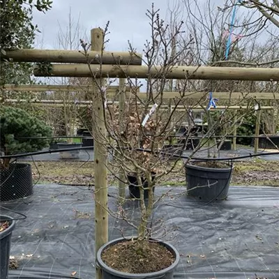 Solitär 24/25-E35 660 - Stieleiche 'Compacta' - Quercus robur 'Compacta' - Collection