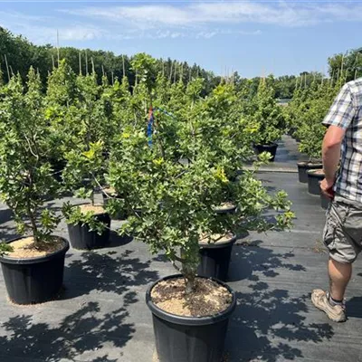 Solitär 100 - 125 NBZ 25-B105 495 - Stieleiche 'Compacta' - Quercus robur 'Compacta' - Collection