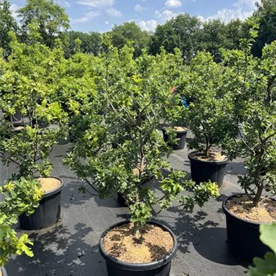 Solitär 100 - 125 NBZ 25-B106 495 - Stieleiche 'Compacta' - Quercus robur 'Compacta' - Collection