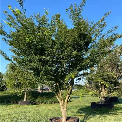 Solitär 350 - 400 SM - Fächerahorn 'Butterfly' - Acer palmatum 'Butterfly' - Collection
