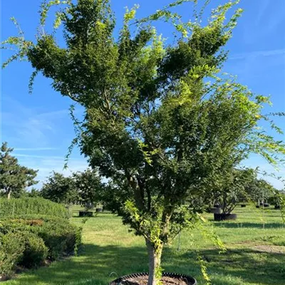 Solitär 350 - 400 SM - Fächerahorn 'Butterfly' - Acer palmatum 'Butterfly' - Collection