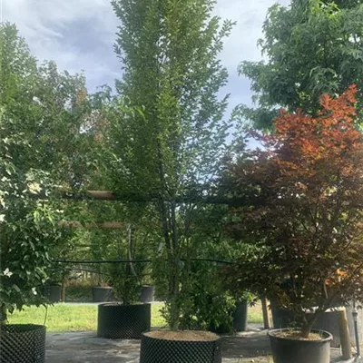 Solitär 450 - 500 25-385 1723 - Pyramiden-Hainbuche 'Fastigiata' - Carpinus betulus 'Fastigiata' - Collection