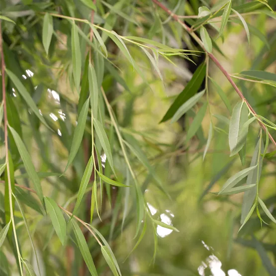 Trauerweide Salix alba 'Tristis' kaufen - hängende goldgelbe Zweige Trauerweide Salix alba 'Tristis' kaufen - hängende goldgelbe Zweige