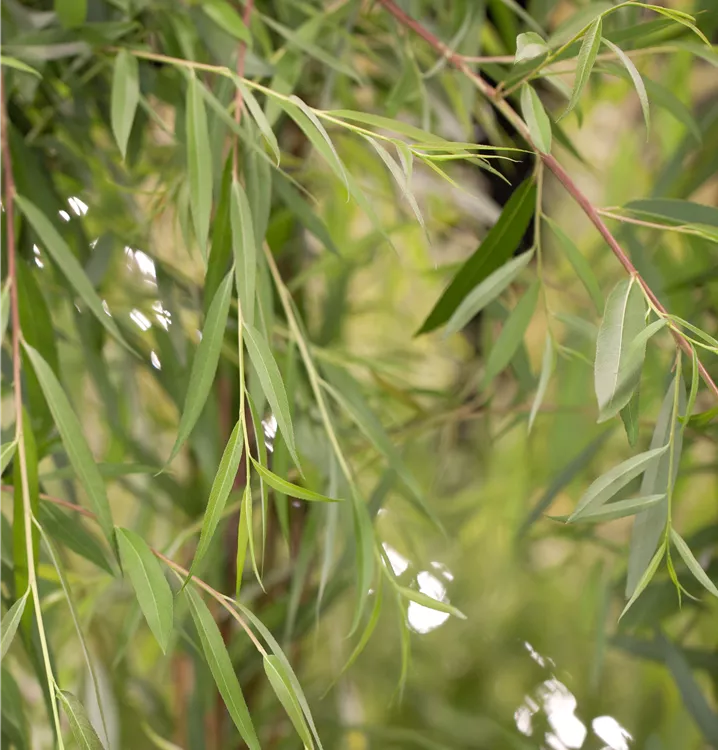 Trauerweide 'Tristis' - Salix alba 'Tristis'