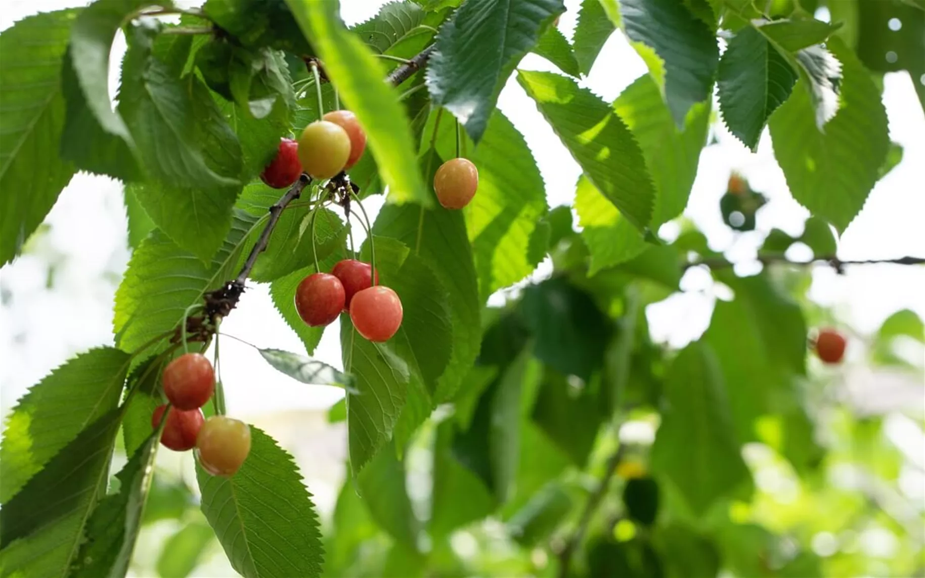 Beerenstraeucher-und-Obst-kaufen.jpg