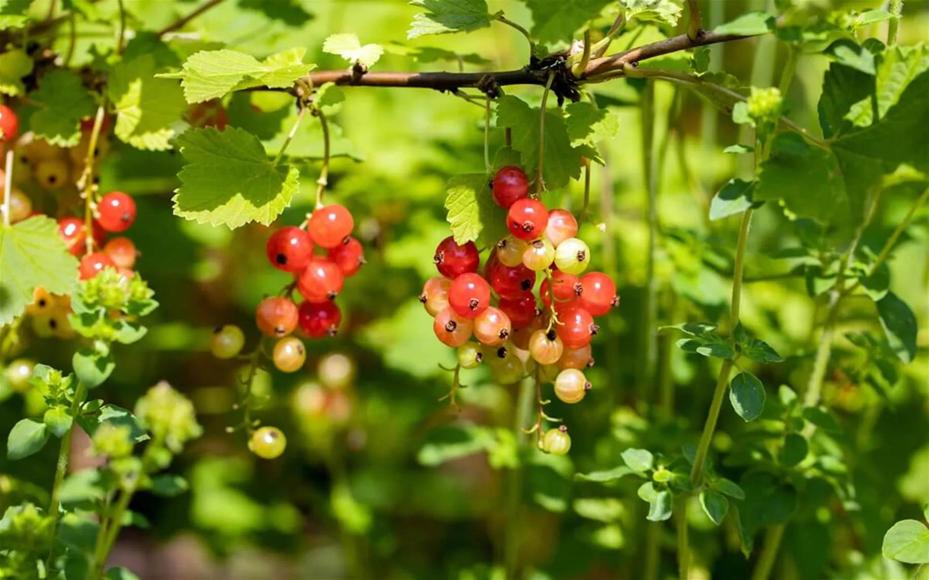 Obstbaeume-und-Beeren-pflanzen.jpg