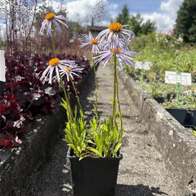 Topfgrösse 0.5 Liter - Garten-Frühsommer-Aster 'Napsbury' - Aster tongolensis 'Napsbury'