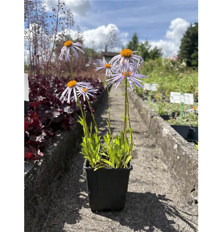 Garten-Frühsommer-Aster 'Napsbury' - Aster tongolensis 'Napsbury'