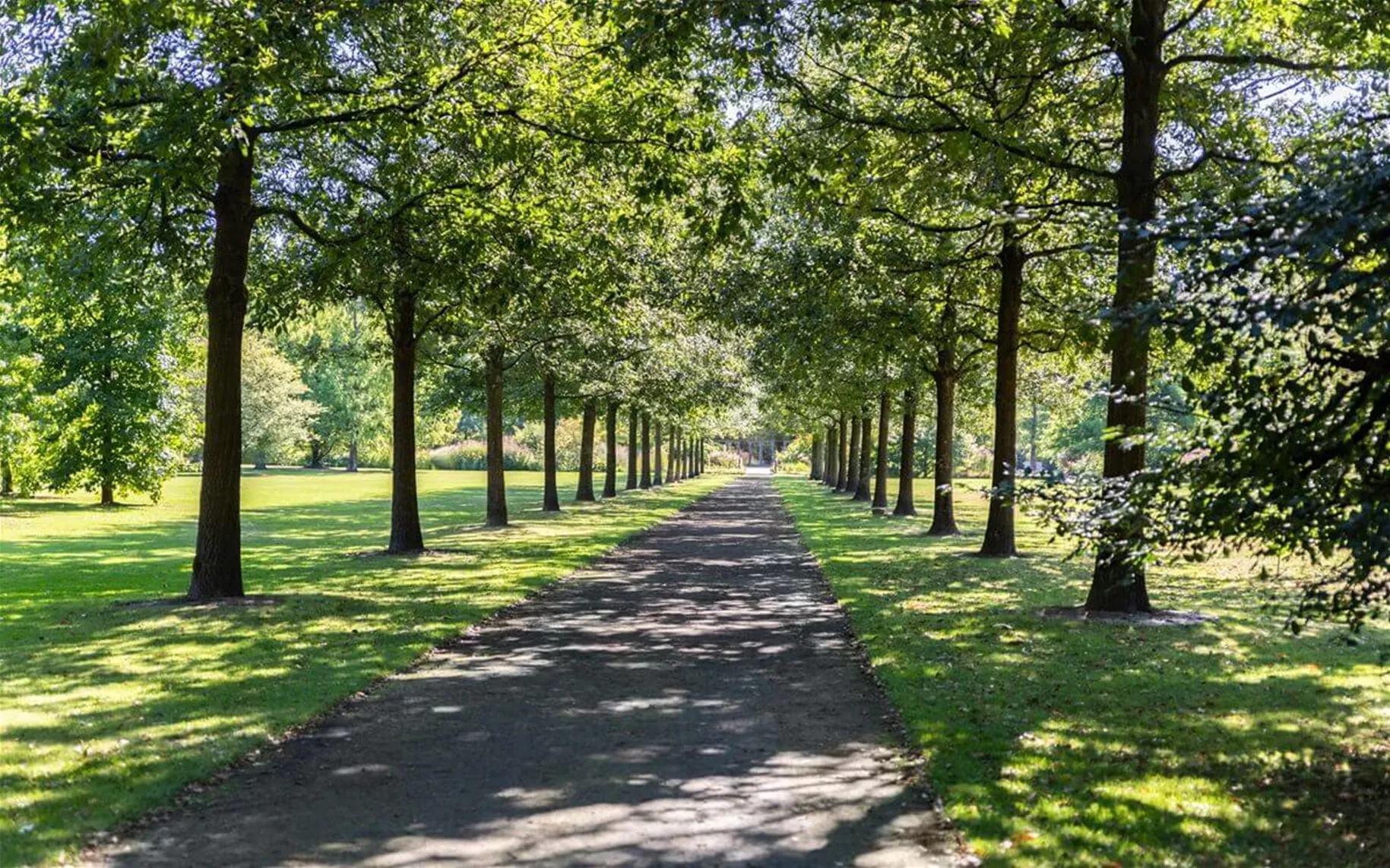 Alleebäume im Park