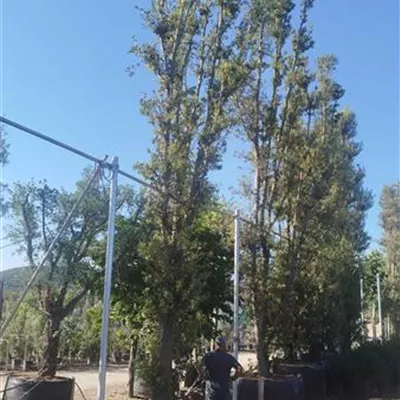C/ 1000/1100 - Stein-Eiche - Quercus ilex - Collection