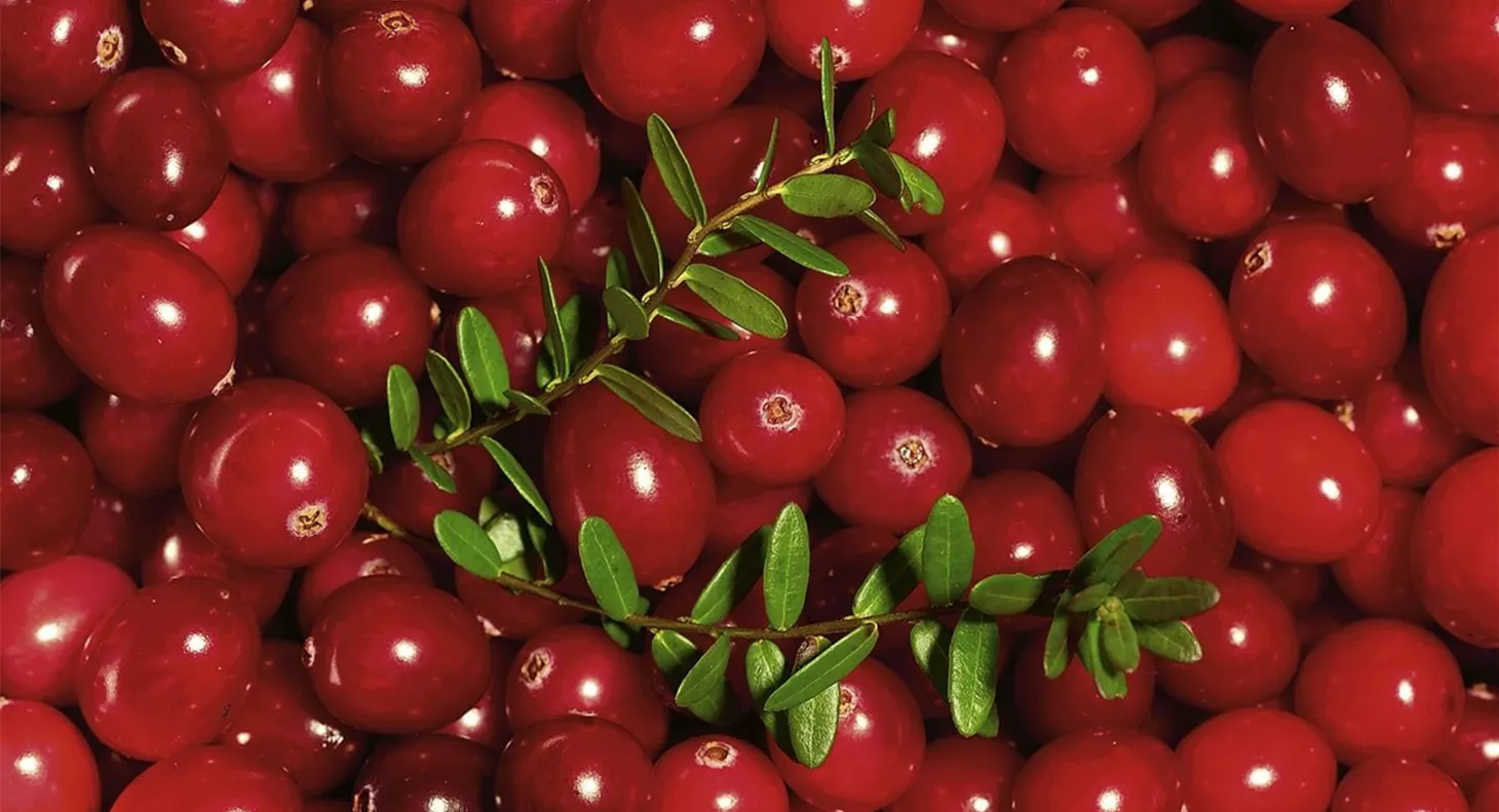 Cranberrys im Garten