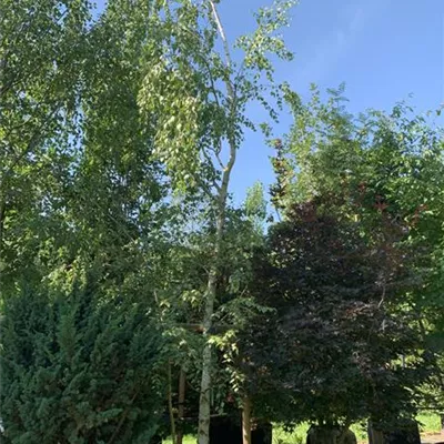 Solitär 500-600 Nr. HP23-126 1870 - Sandbirke - Betula pendula - Collection