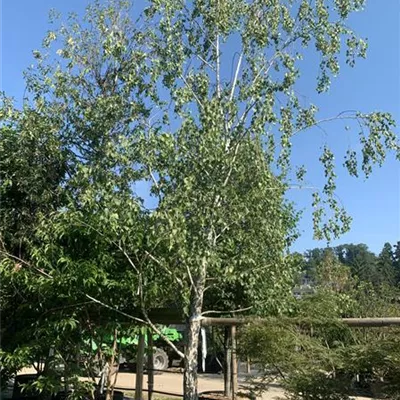 Solitär 600-700 24-1226 1850 - Sandbirke - Betula pendula - Collection