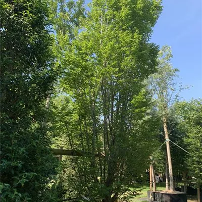 Spalier 350 hoch, 150 breit HP24-225 1800 - Hainbuche,Weißbuche - Carpinus betulus - Collection