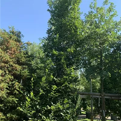 Solitär / EXC 400-450 HP24-228 1885 - Hainbuche,Weißbuche - Carpinus betulus - Collection