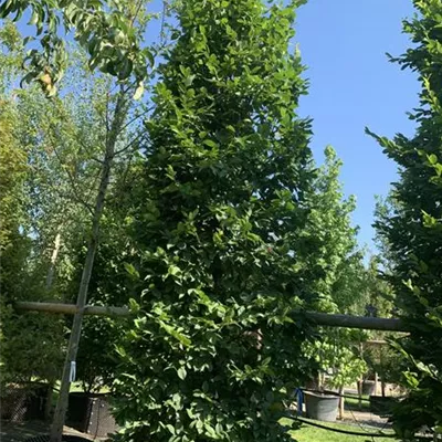 Solitär / EXC 400-450 HP24-231 1885 - Hainbuche,Weißbuche - Carpinus betulus - Collection