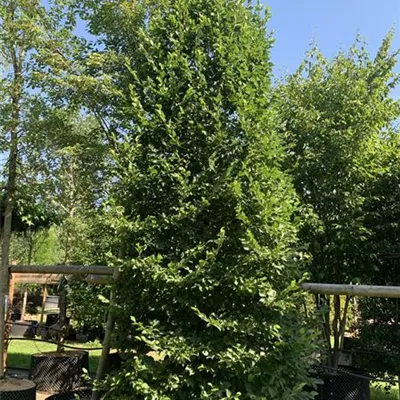 Solitär / EXC 400-450 HP24-232 1885 - Hainbuche,Weißbuche - Carpinus betulus - Collection
