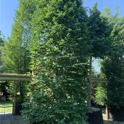 Solitär / EXC 400-450 24-1240 1885 - Hainbuche,Weißbuche - Carpinus betulus - Collection
