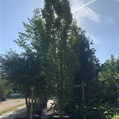 Solitär 500-600 HP24-237 2933 - Pyramiden-Hainbuche 'Fastigiata' - Carpinus betulus 'Fastigiata' - Collection