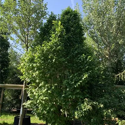 Solitär 300-350 HP24-244 2107 - Säulen-Hainbuche 'Monument' - Carpinus betulus 'Monument' - Collection