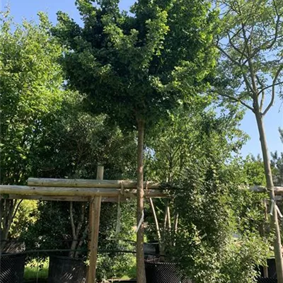 Hochstamm 20-25 23/24-63A 1485 - Fächerblattbaum 'Mariken' - Ginkgo biloba 'Mariken' - Collection