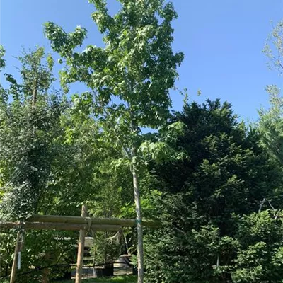 Hochstamm 20-25 24-1239 1372 - Amerikanischer Amberbaum - Liquidambar styraciflua - Collection