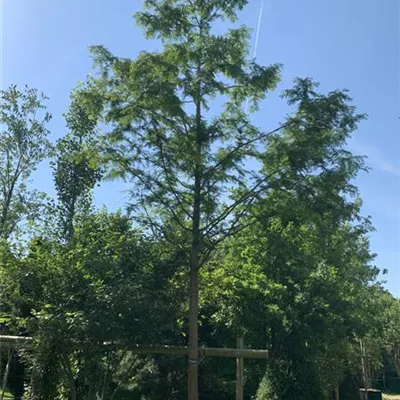 Hochstamm 25-30 HP24-38 2350 - Chinesisches Rotholz - Metasequoia glyptostroboides - Collection