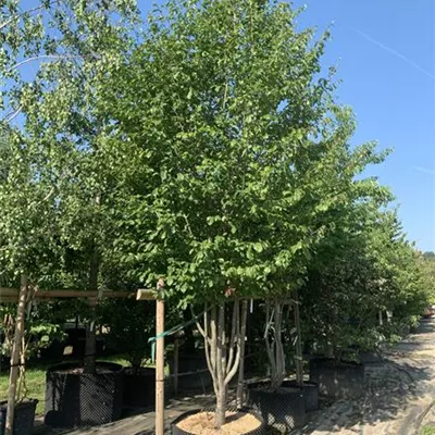 Schirmform 150-200 x 300-350 23-93C 3900 - Eisenbaum 'Vanessa' - Parrotia persica 'Vanessa' - Collection