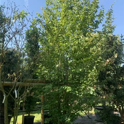 Solitär 350-400 HP24-526 1840 - Eisenbaum 'Vanessa' - Parrotia persica 'Vanessa' - Collection