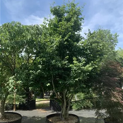 Solitär 25-295 2861 - Eisenbaum 'Vanessa' - Parrotia persica 'Vanessa' - Collection
