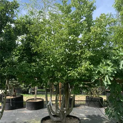 Solitär 25-298 2861 - Eisenbaum 'Vanessa' - Parrotia persica 'Vanessa' - Collection