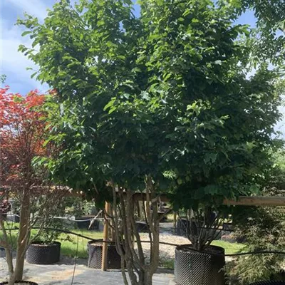 Schirmform 275-300 25-587 - Eisenbaum 'Vanessa' - Parrotia persica 'Vanessa' - Collection