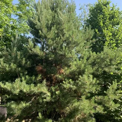 Solitär 250-275 23/24-8A 1020 - Kiefer - Pinus sylvestris - Collection