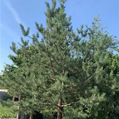 Solitär 350-400 HP24-682 1913 - Kiefer - Pinus sylvestris - Collection