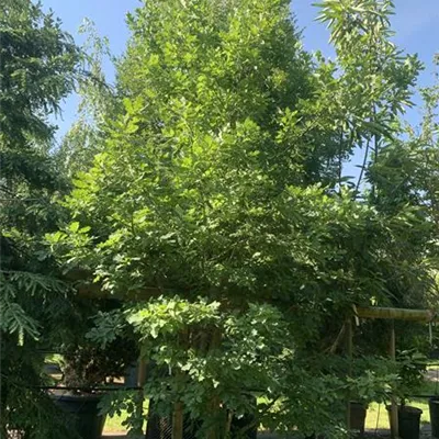 Solitär 25-002 3250 - Flaumeiche - Quercus pubescens - Collection