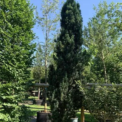 Solitär 275-300 HP24-707 1737 - Schmale Säuleneibe - Taxus baccata 'Fastigiata Robusta' - Collection