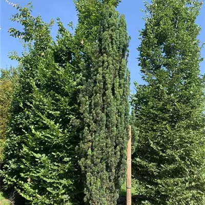 Solitär 275-300 HP24-709 1737 - Schmale Säuleneibe - Taxus baccata 'Fastigiata Robusta' - Collection