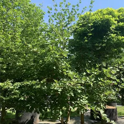 Schirmform 25-022 450 - Schneeballahorn - Acer opalus - Collection