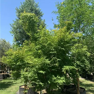 Schirmform Nr. HP23-114 1950 - Fächerahorn - Acer palmatum - Collection