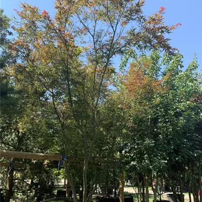 Schirmform VK24-7015 4600 - Acer palmatum 'Linearilobum' - Collection