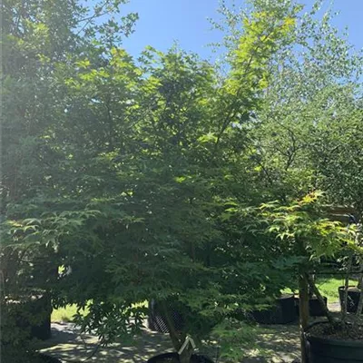Solitär VK24-013 1185 - Fächerahorn 'Osakazuki' - Acer palmatum 'Osakazuki' - Collection